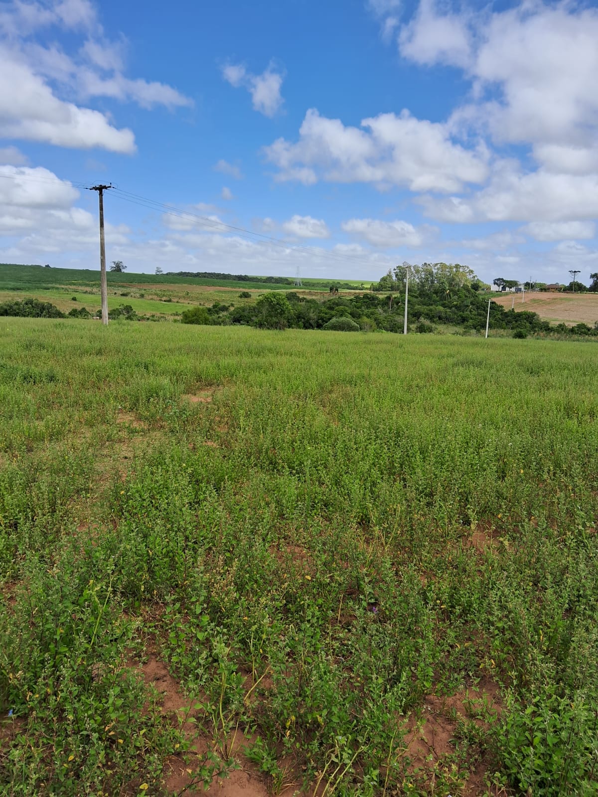 Daia Gazen, Santos, São Sepé2265