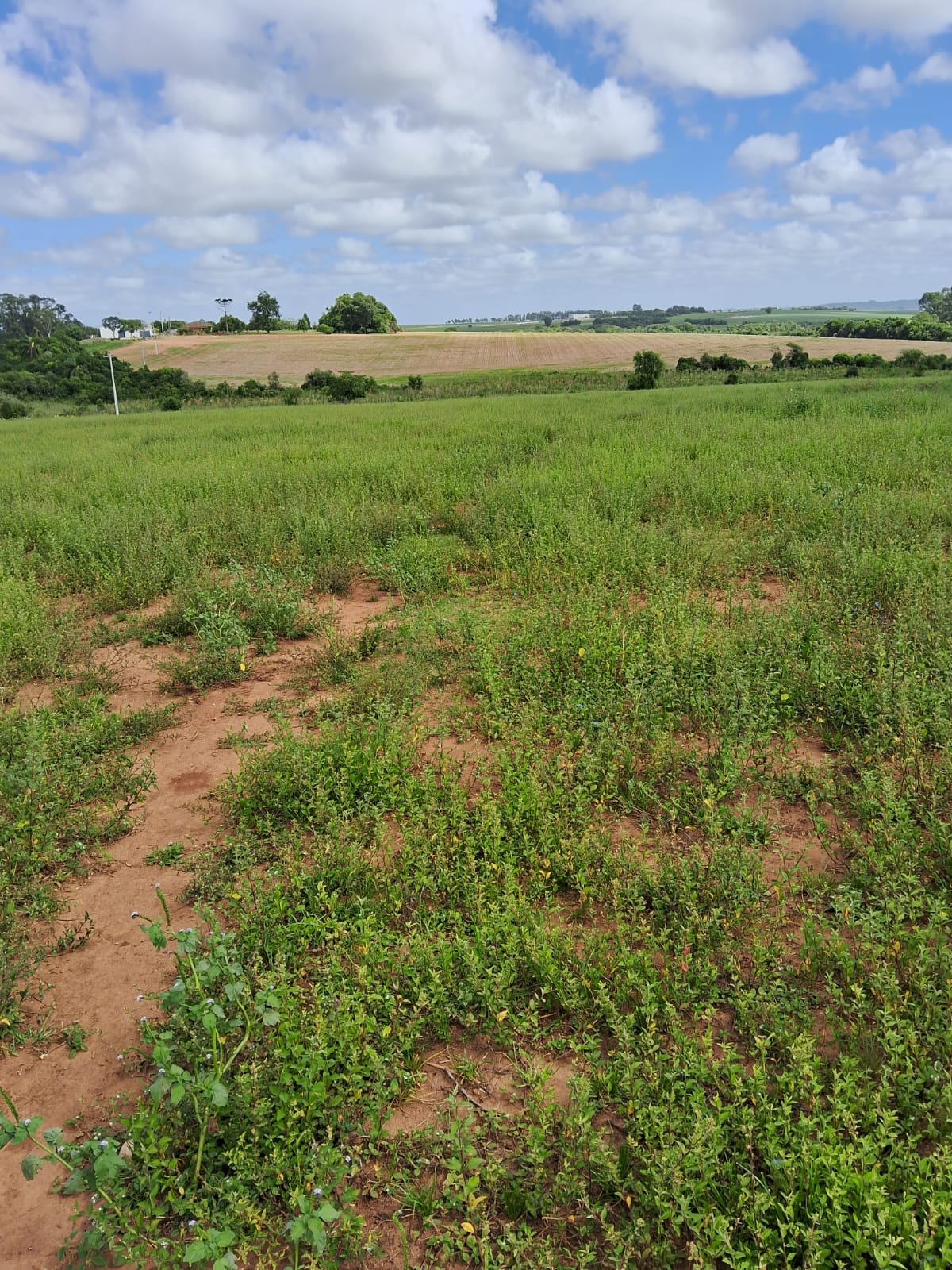 Daia Gazen, Santos, São Sepé2265