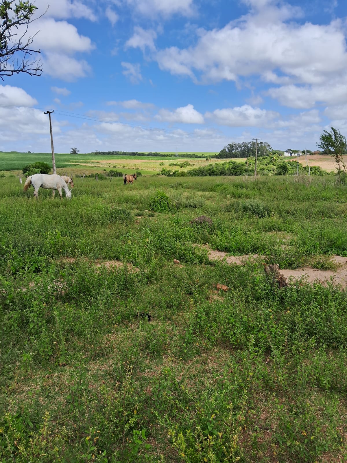 Daia Gazen, Santos, São Sepé2265