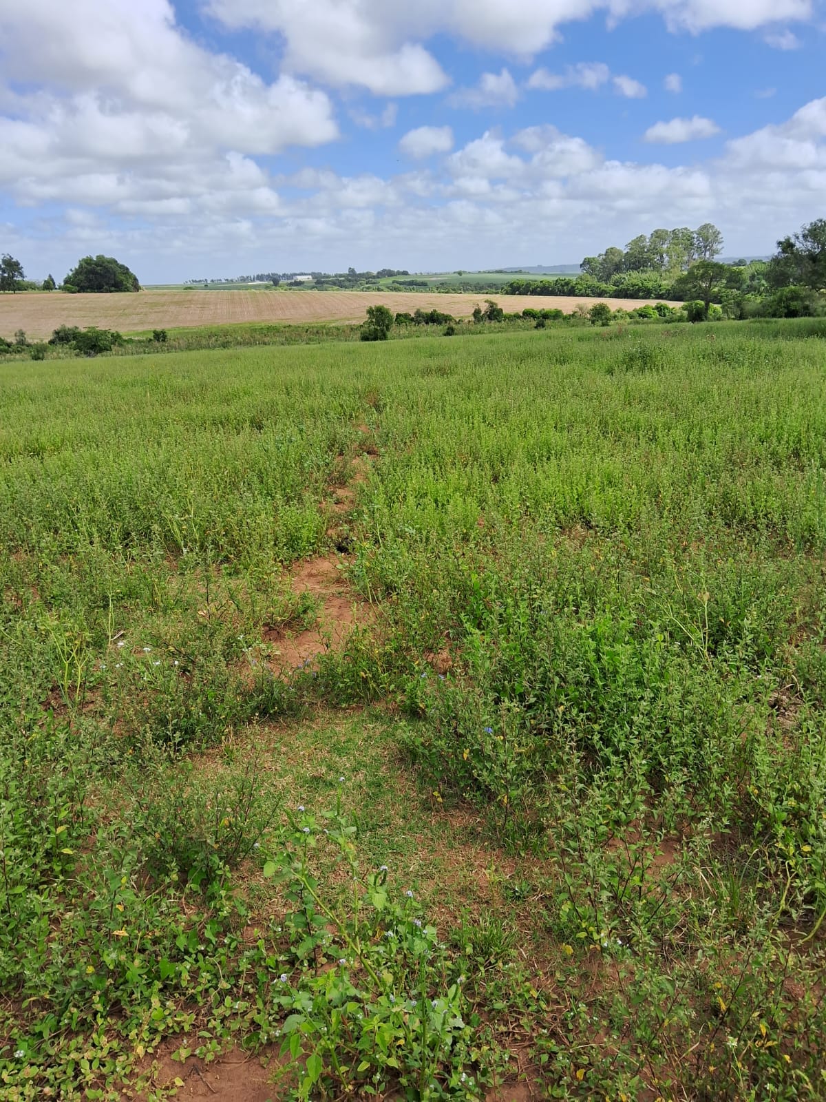 Daia Gazen, Santos, São Sepé2265