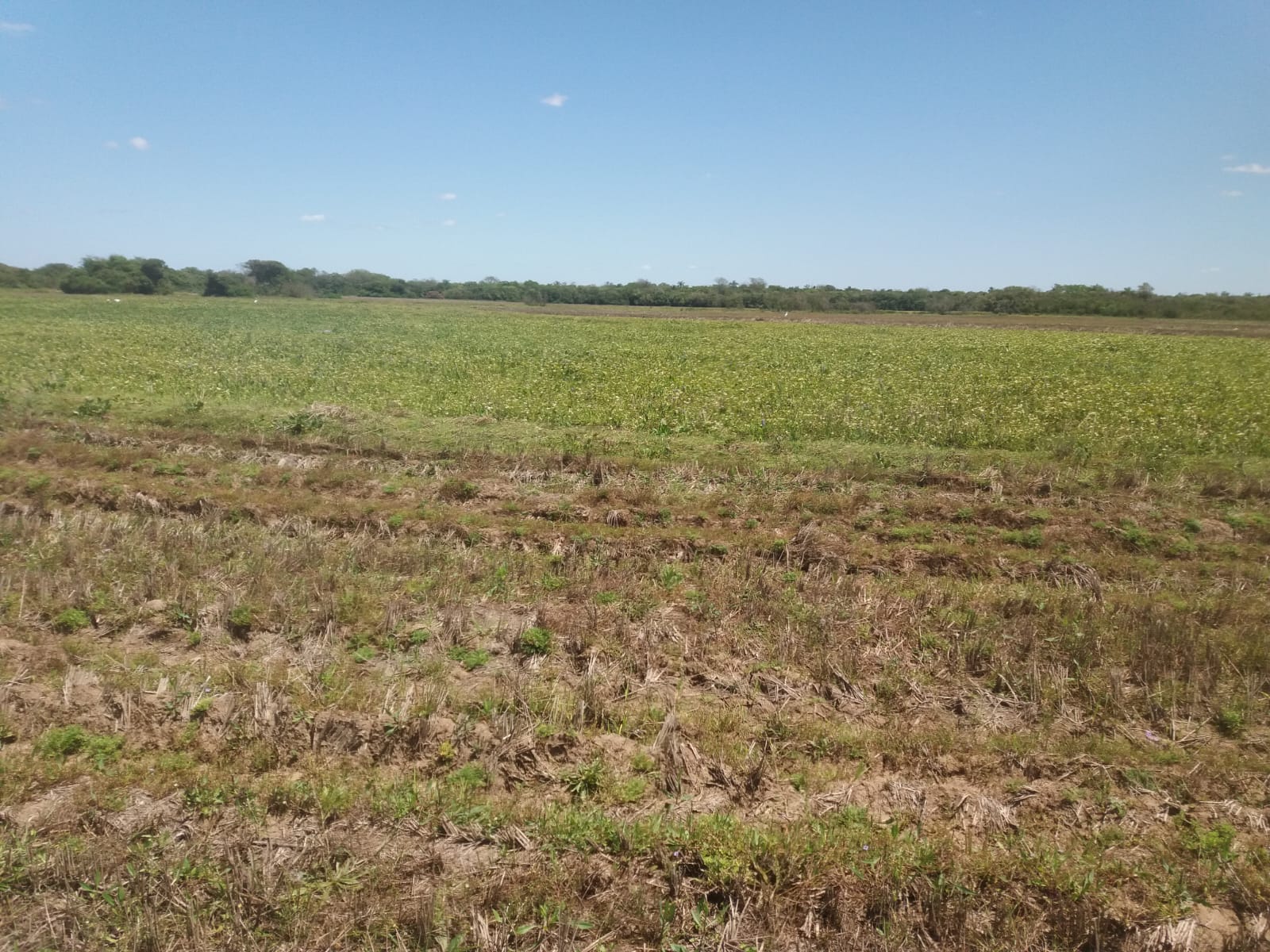 Coxilha Verde, São Sepé2285
