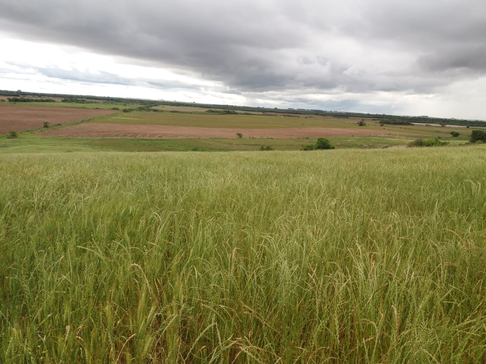 Coxilha Verde, São Sepé2285